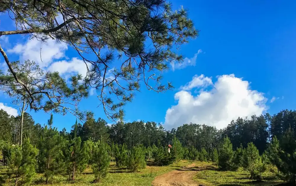 Forêt des Pins (Kenscoff) 2