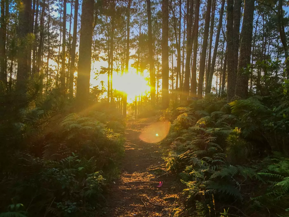 Forêt des Pins (Kenscoff) 3