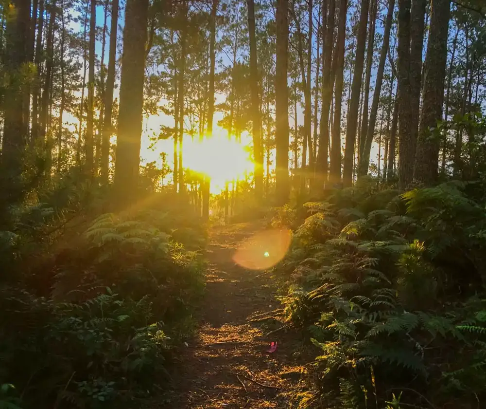 Forêt des Pins (Kenscoff) 3